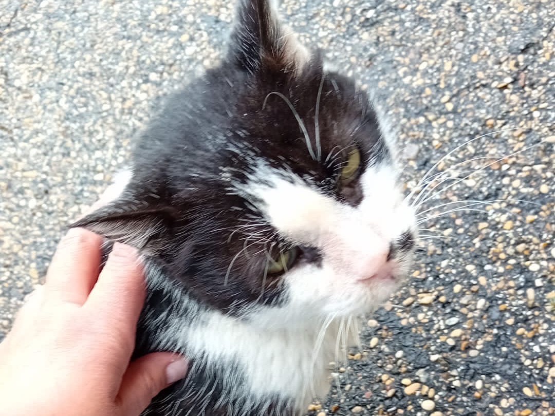 Adozione gatto, maschio, meticcio, 6 anni  e 8 mesi , taglia non valida, Roma