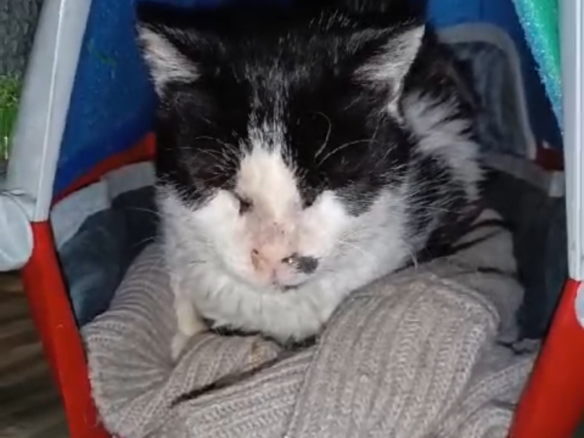 Adotta un gatto, maschio, 6 anni  e 8 mesi , Roma