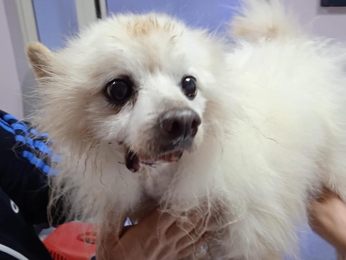 Adozione cane, maschio, meticcio, 13 anni e 2 mesi, taglia piccola, Benevento