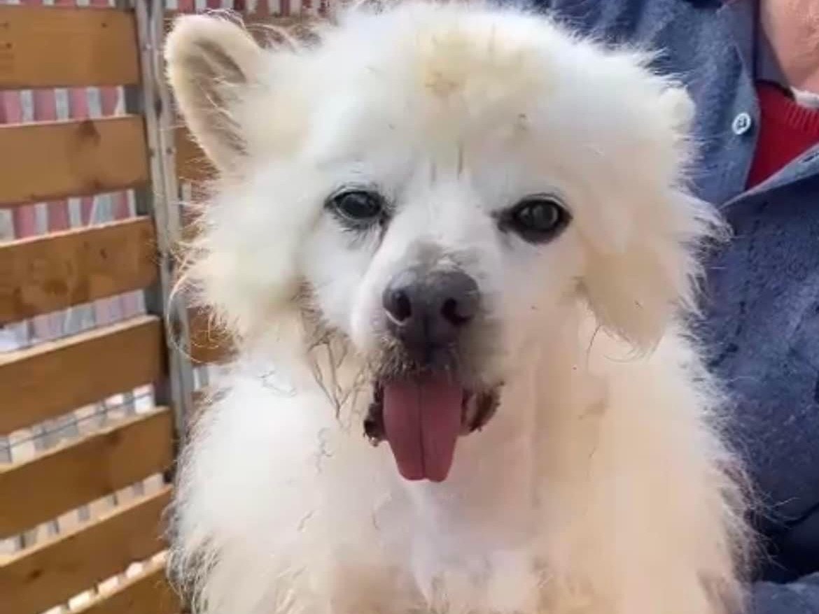 Adotta un cane, taglia piccola, maschio, Benevento