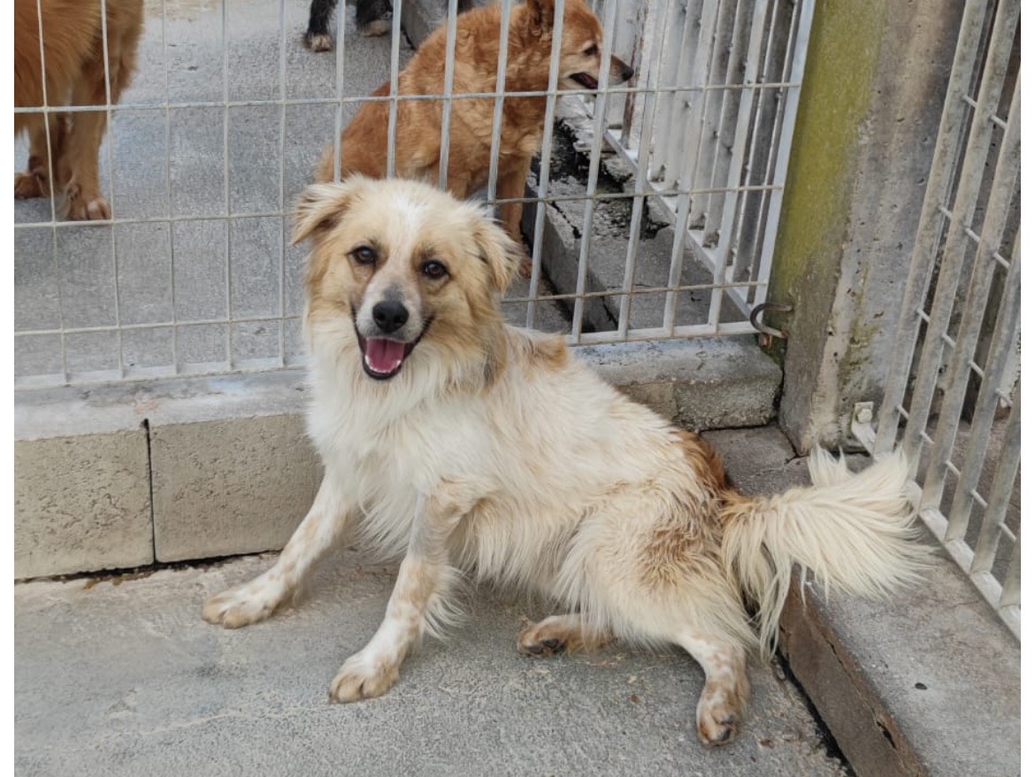 Adotta un cane, taglia piccola, maschio, Bologna