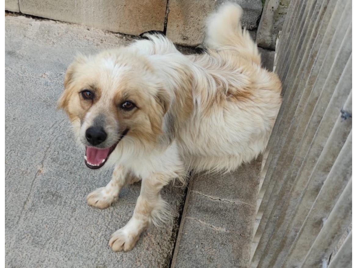 Vuoi adottare un cane a Bologna?