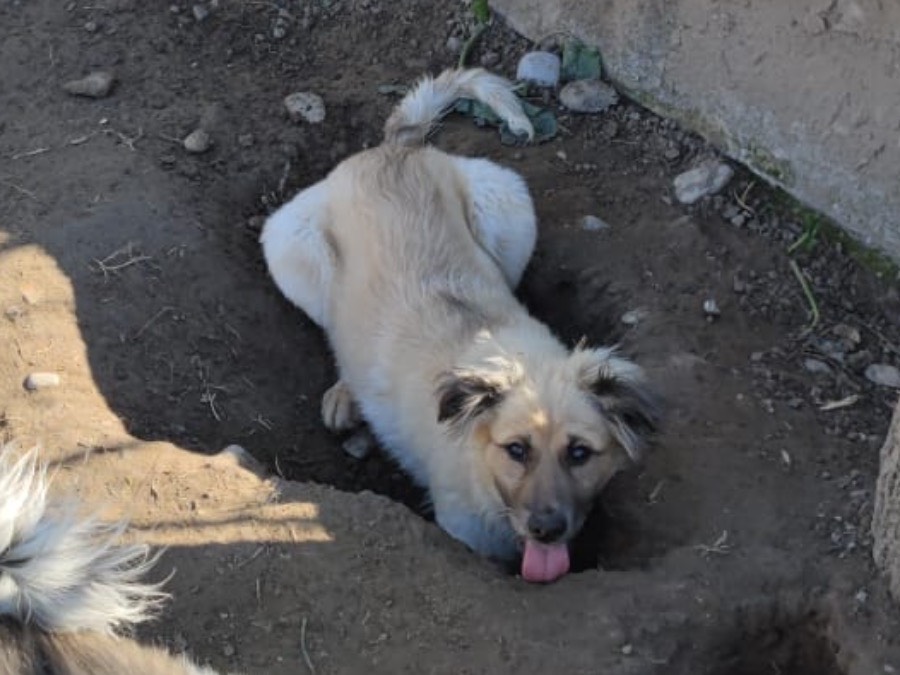 Adotta un cane, maschio, 3 anni  e 1 mese, Lucca