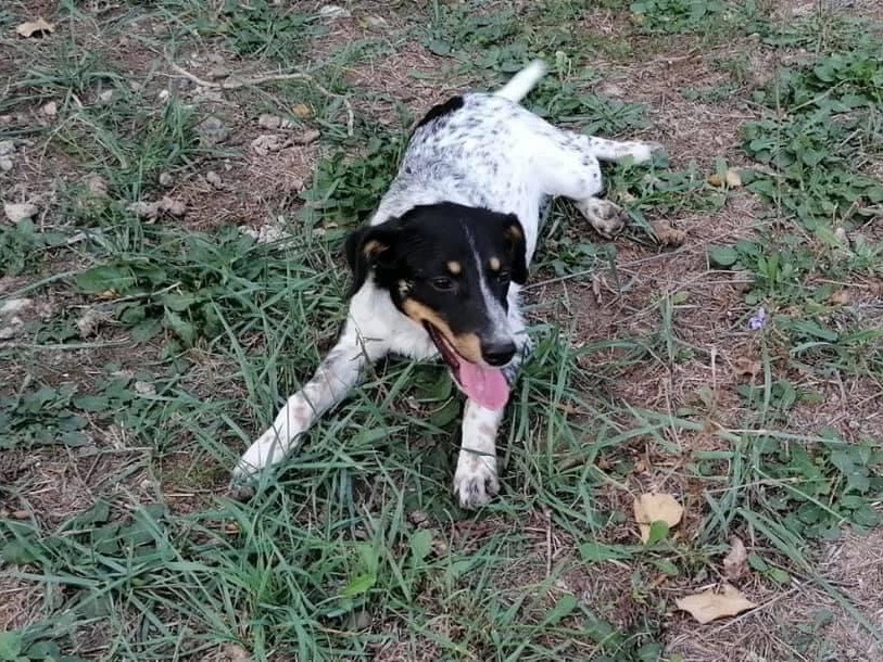 Foto 2 dell'animale