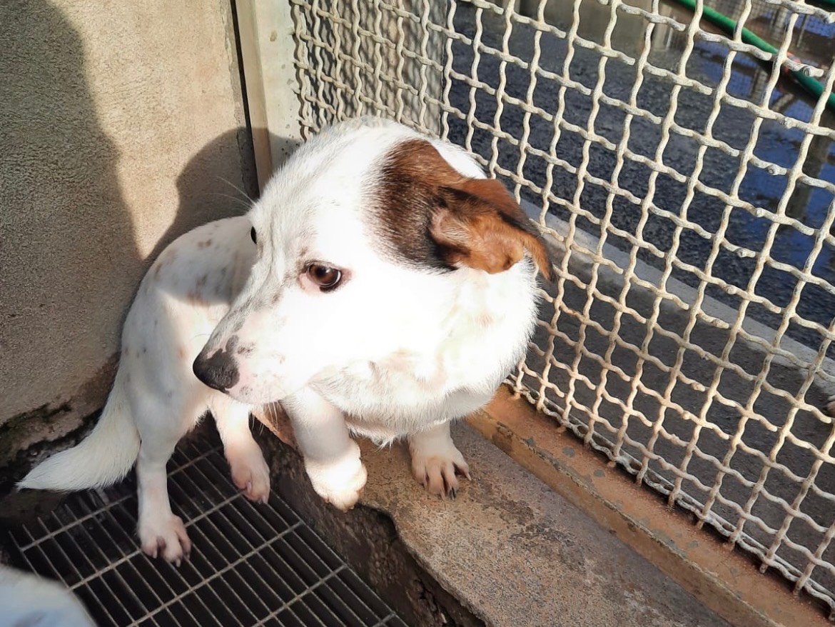 Adotta un cane, taglia media contenuta, femmina, Firenze
