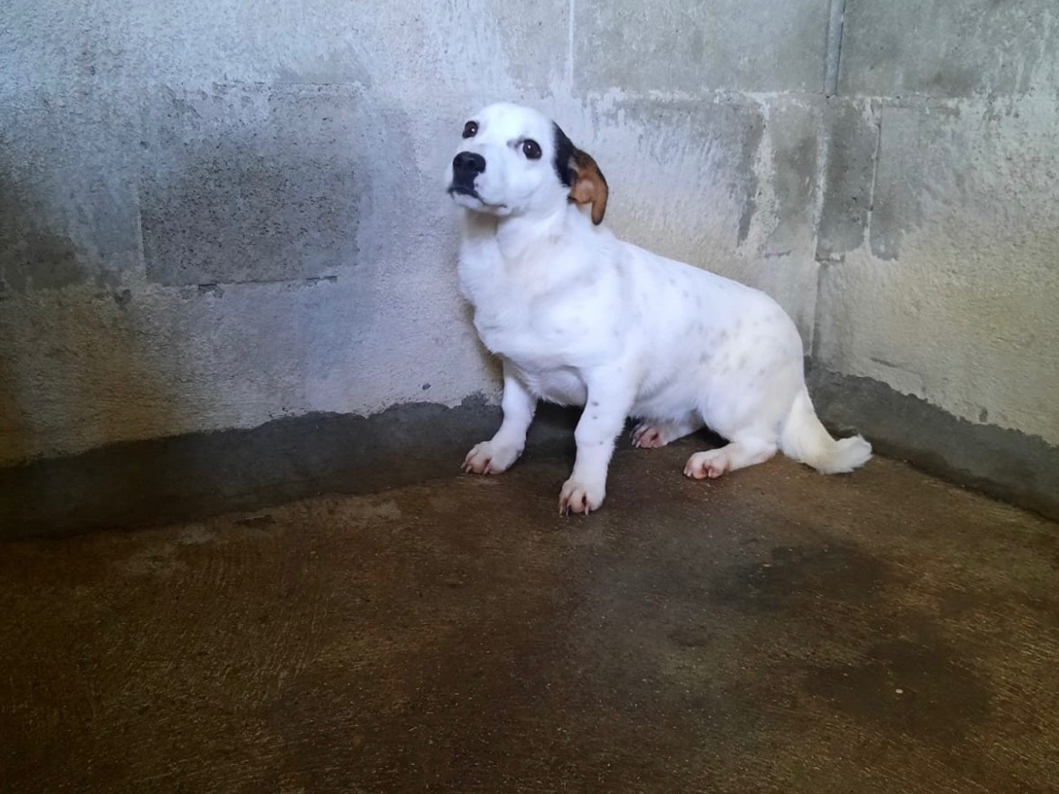 Vuoi adottare un cane a Firenze?