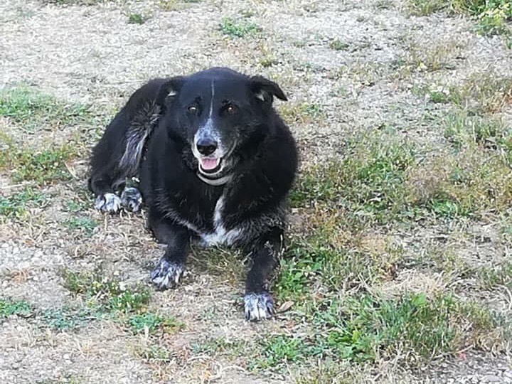Adozione cane, femmina, meticcio, 13 anni  e 6 mesi , taglia grande, Benevento