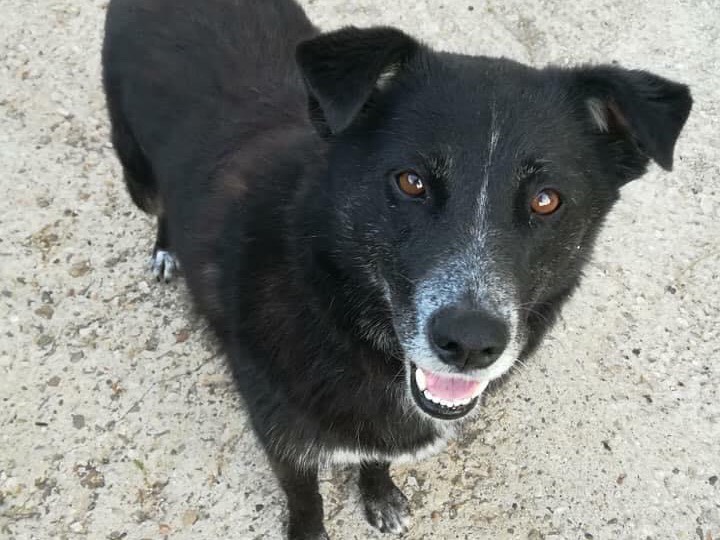 Adotta un cane, femmina, 13 anni  e 6 mesi , Benevento