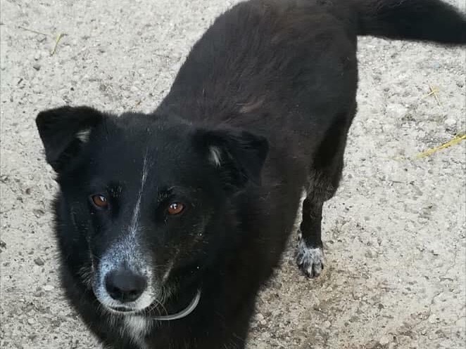 Adotta un cane, taglia grande, femmina, Benevento