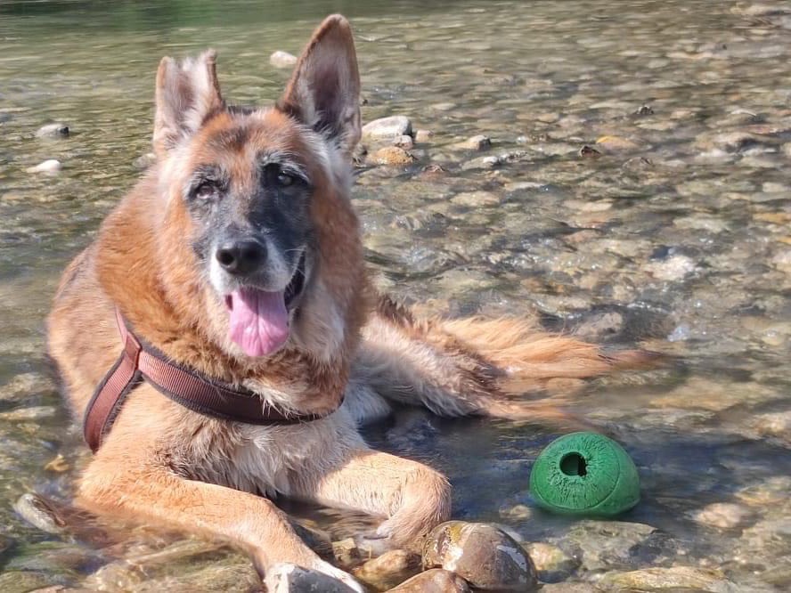 Adozione cane, maschio, Pastore tedesco, 15 anni e 2 mesi, taglia grande, Bologna