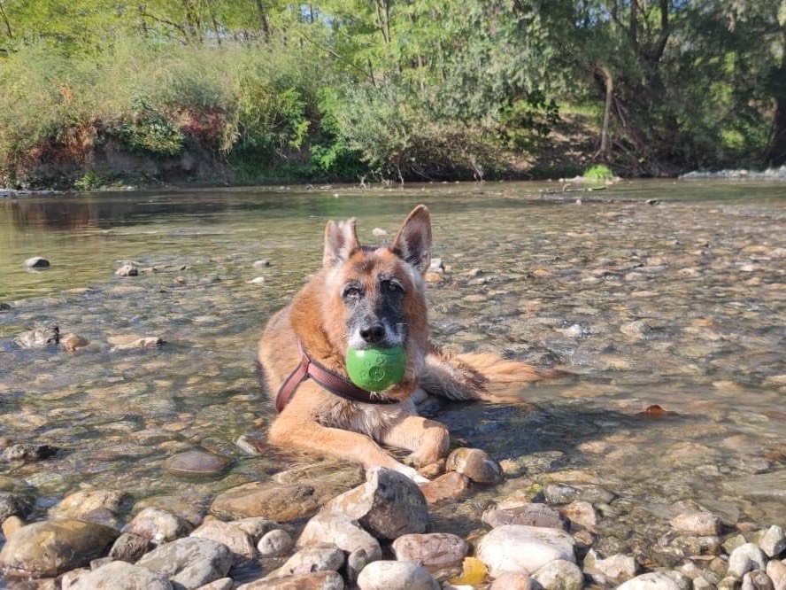 Adotta un cane, maschio, 15 anni e 2 mesi, Bologna