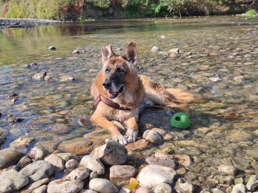 Adotta un cane, taglia grande, maschio, Bologna