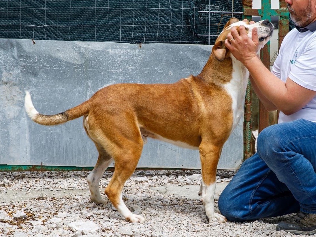 Adozione cane, maschio, American Staffordshire Terrier, 6 anni  e 3 mesi , taglia grande, Salerno