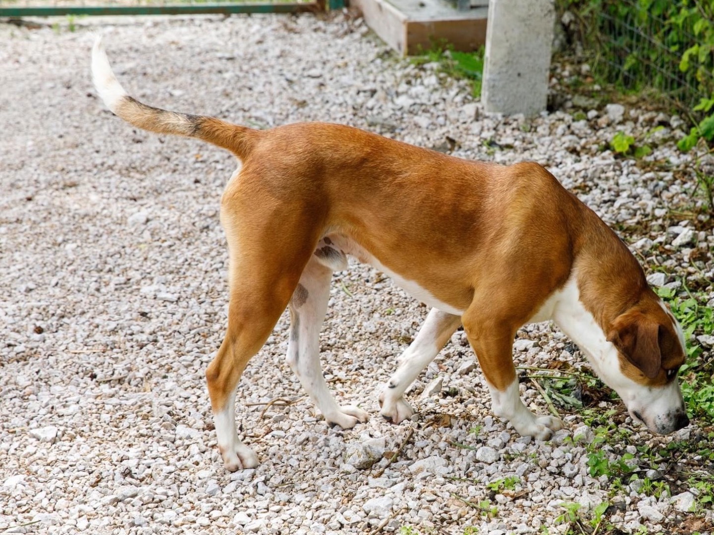 Adotta un cane, maschio, 6 anni  e 3 mesi , Salerno