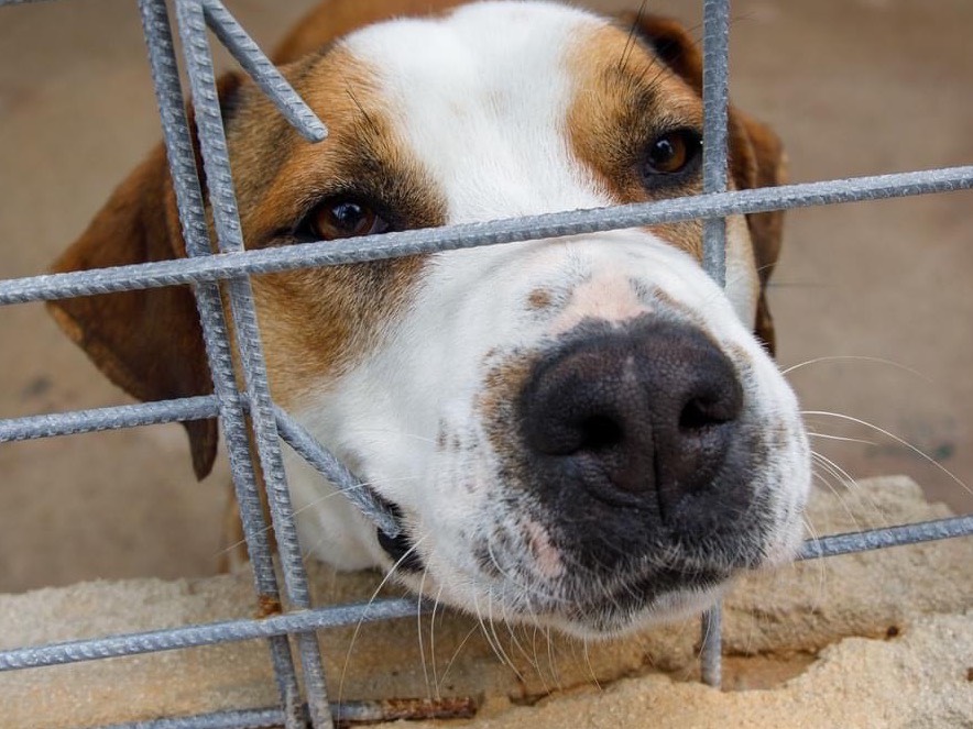 Adotta un cane, taglia grande, maschio, Salerno