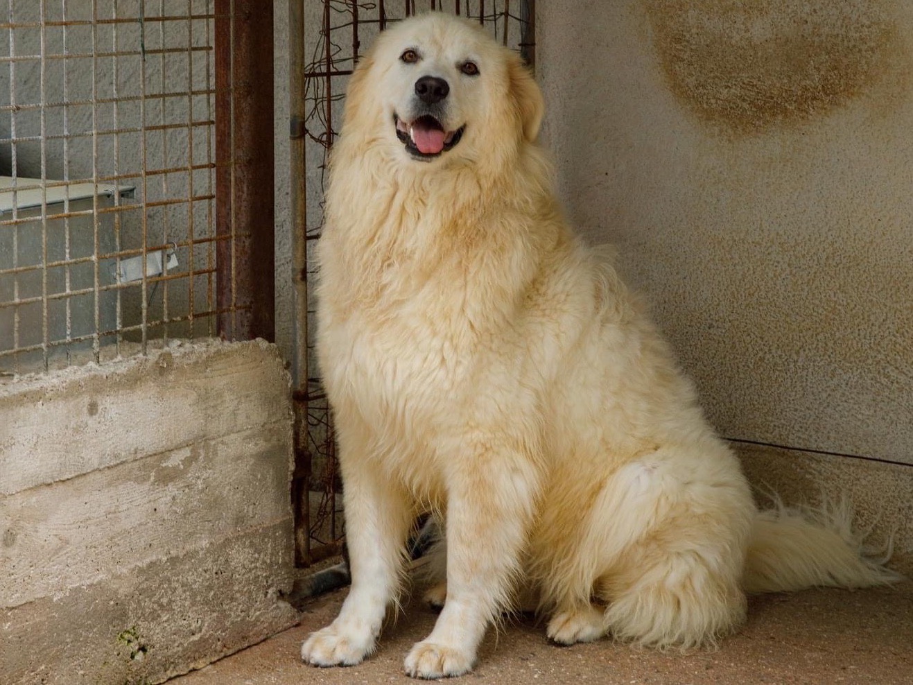 Foto dell'animale