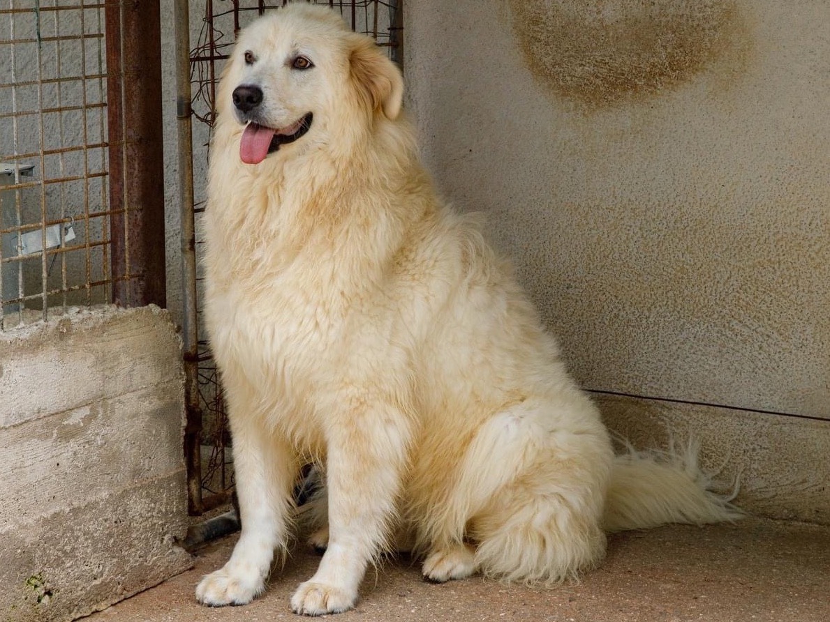 Adotta un cane, femmina, 4 anni  e 2 mesi , Salerno