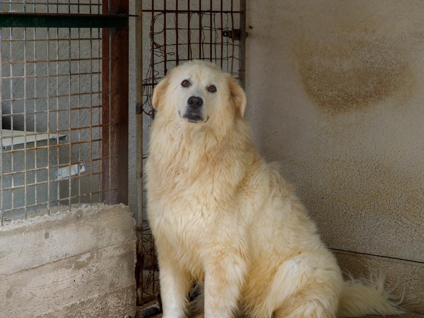Adotta un cane, taglia grande, femmina, Salerno