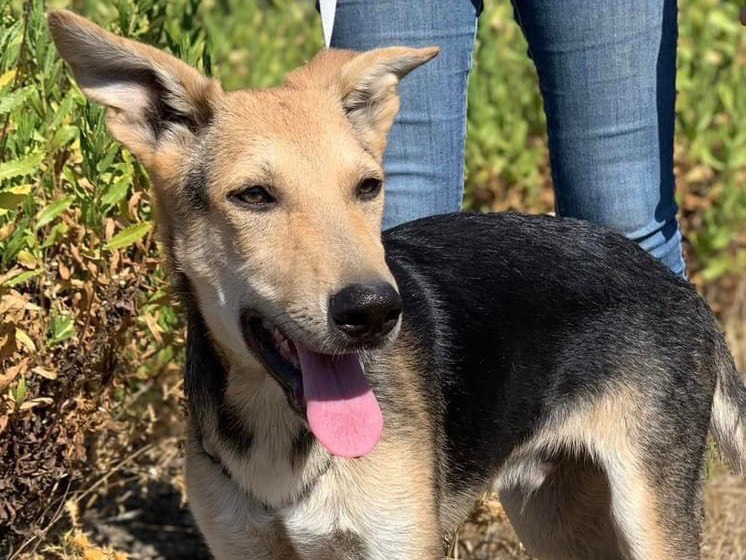 Adozione cane, maschio, Pastore tedesco, 2 anni e 5 mesi, taglia media, Siracusa