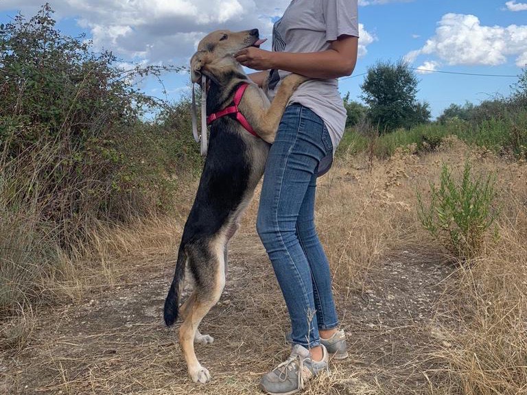 Adotta un cane, taglia media, maschio, Siracusa