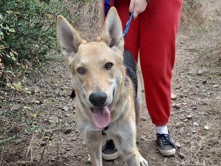 Vuoi adottare un cane a Siracusa?