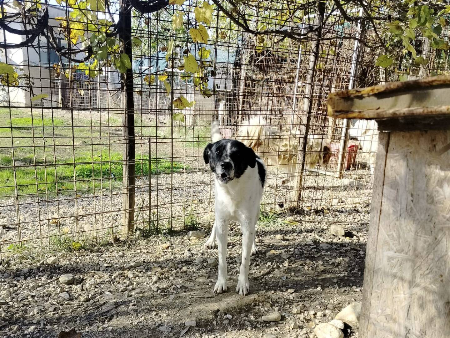 Foto dell'animale