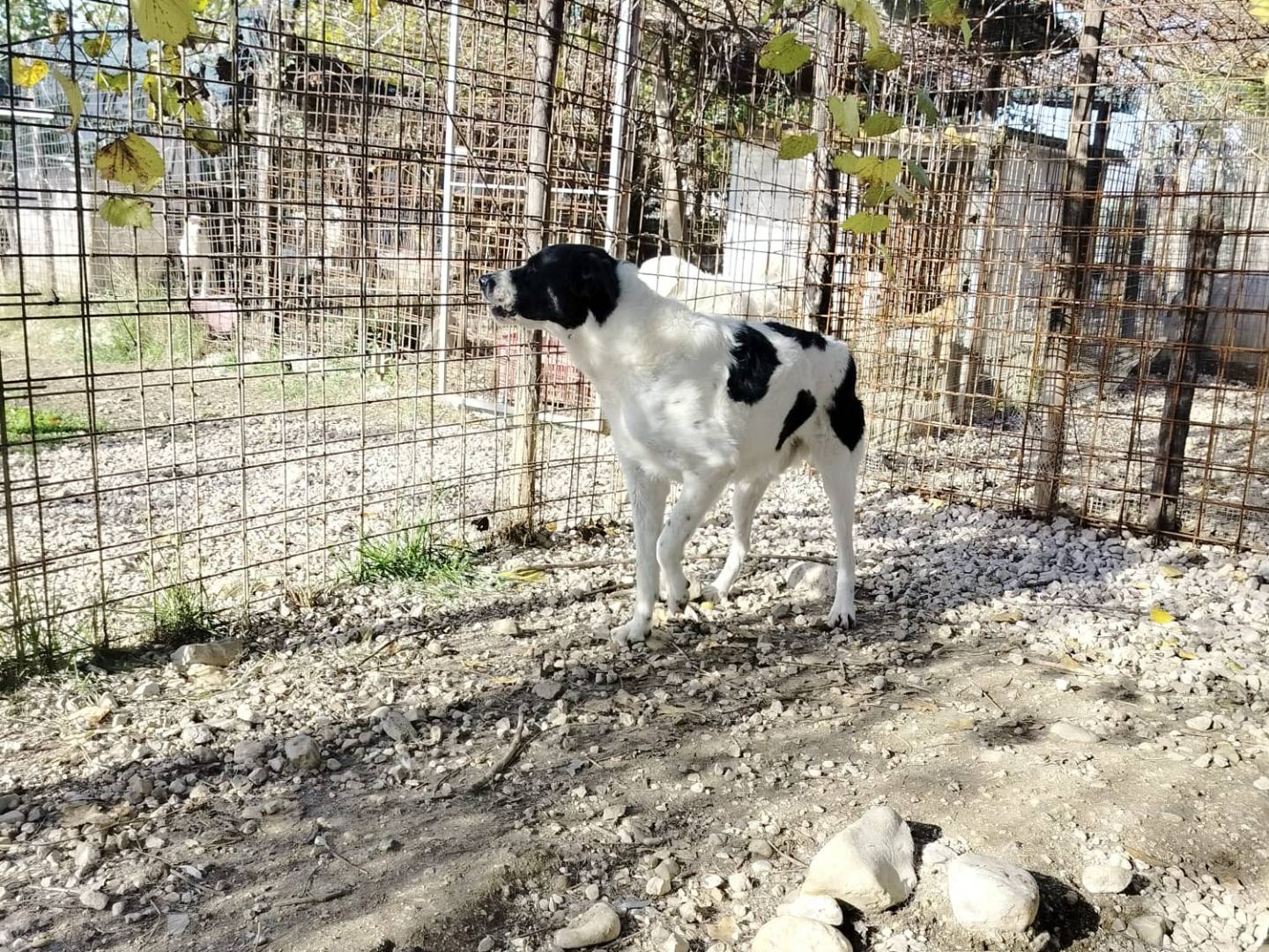 Adotta un cane, taglia media, maschio, Salerno