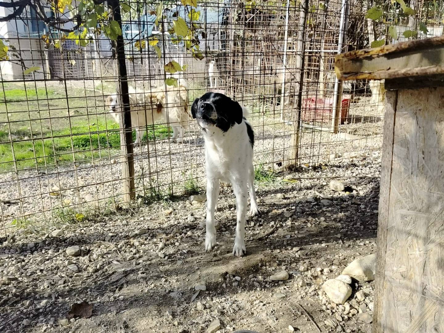 Foto 3 dell'animale