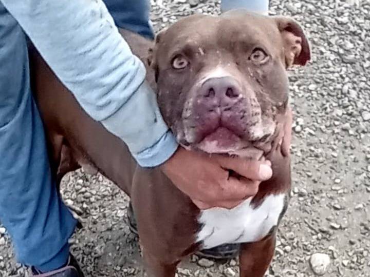 Foto dell'animale