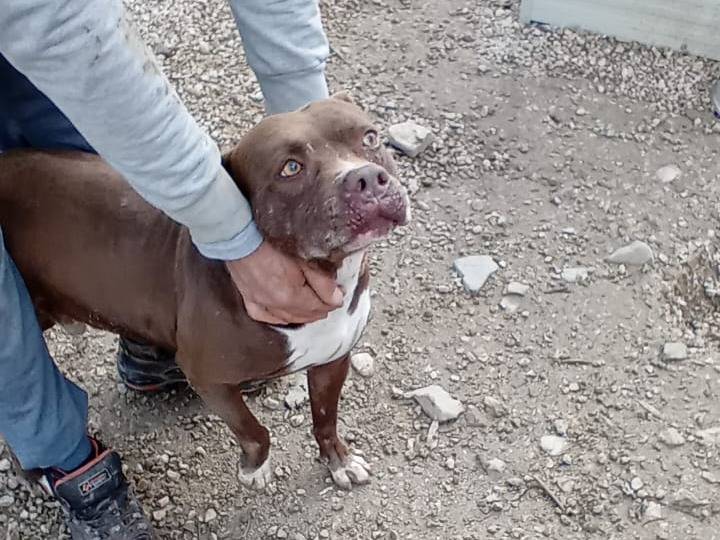Adotta un cane, maschio, 7 anni  e 4 mesi , Salerno