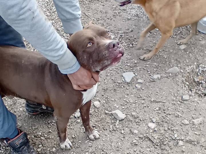 Adotta un cane, taglia grande, maschio, Salerno