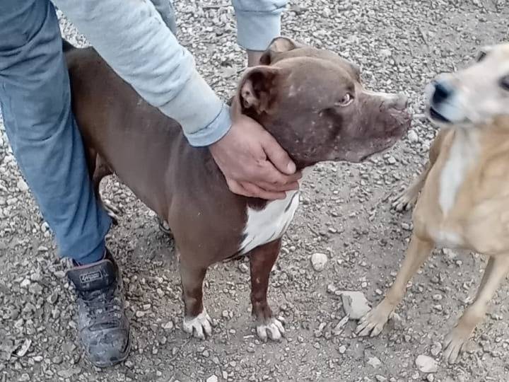 Vuoi adottare un cane a Salerno?