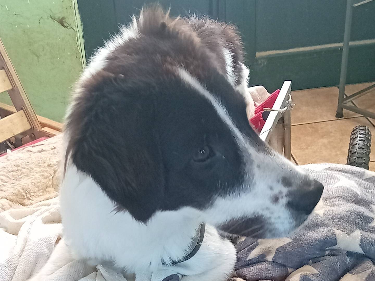 Foto dell'animale
