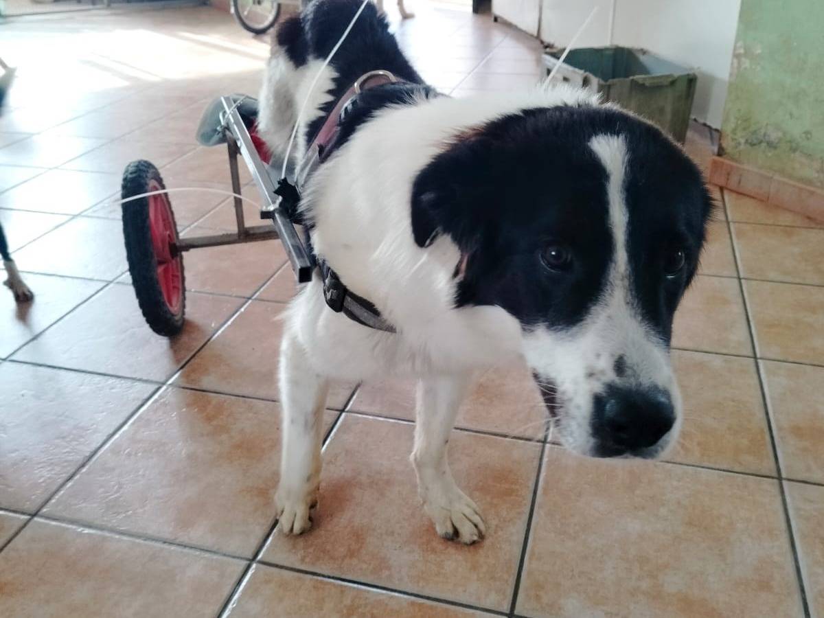 Adotta un cane, maschio, 3 anni  e 5 mesi , Salerno