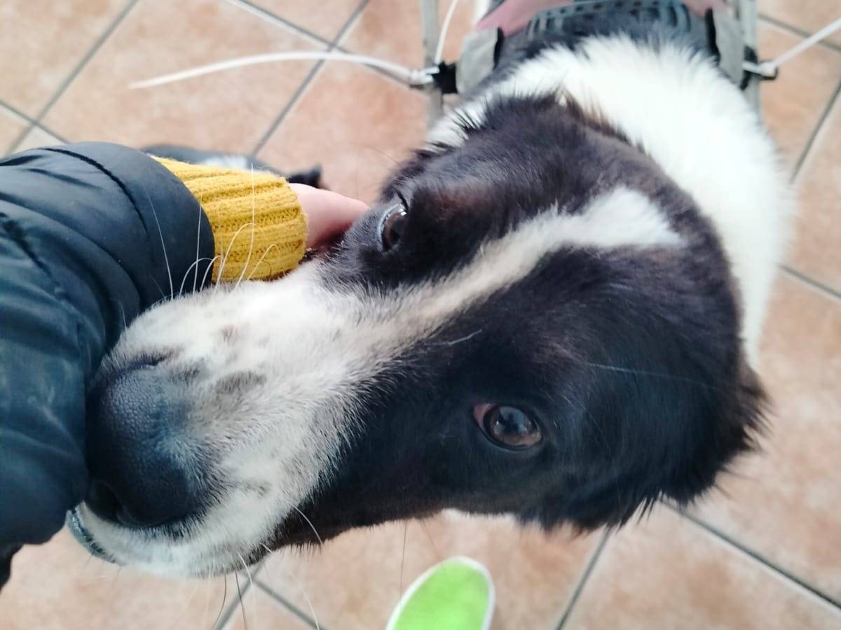 Adotta un cane, taglia media, maschio, Salerno