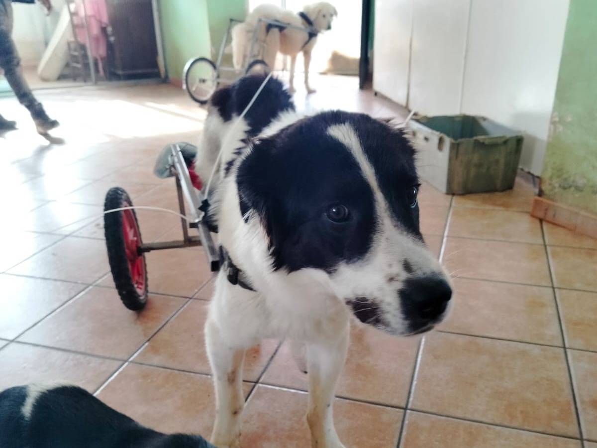 Vuoi adottare un cane a Salerno?