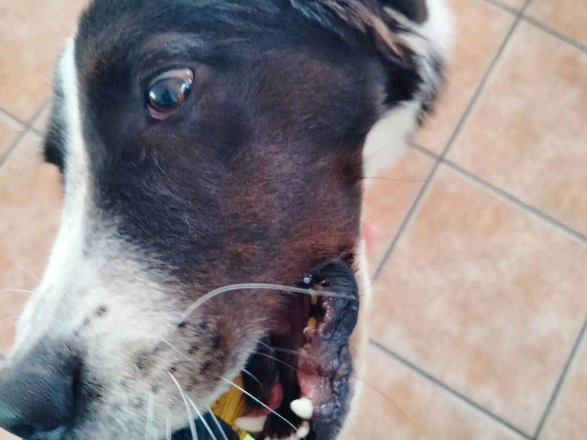 Adotta il cane Sami a Salerno