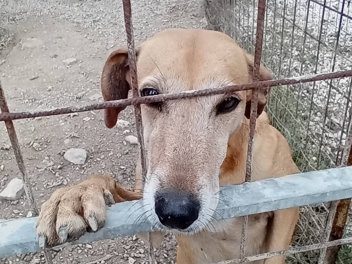 Foto dell'animale