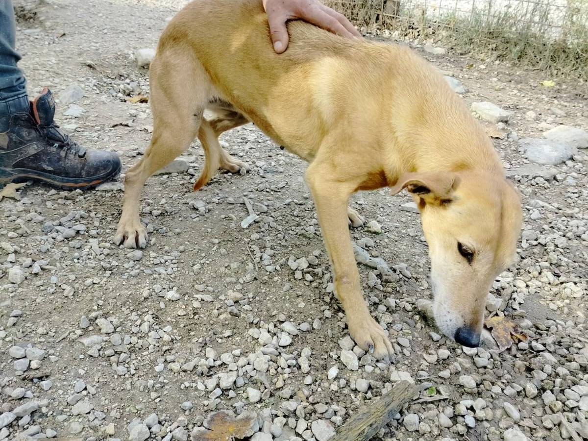 Foto 2 dell'animale