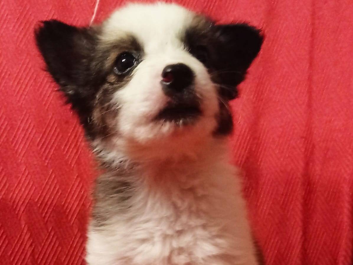 Adozione cane, femmina, meticcio, 2 anni e 6 mesi, taglia media contenuta, Cosenza