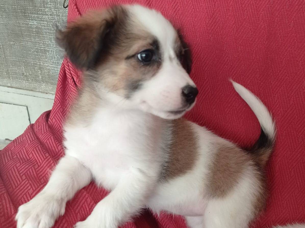 Adotta un cane, femmina, 2 anni e 6 mesi, Cosenza