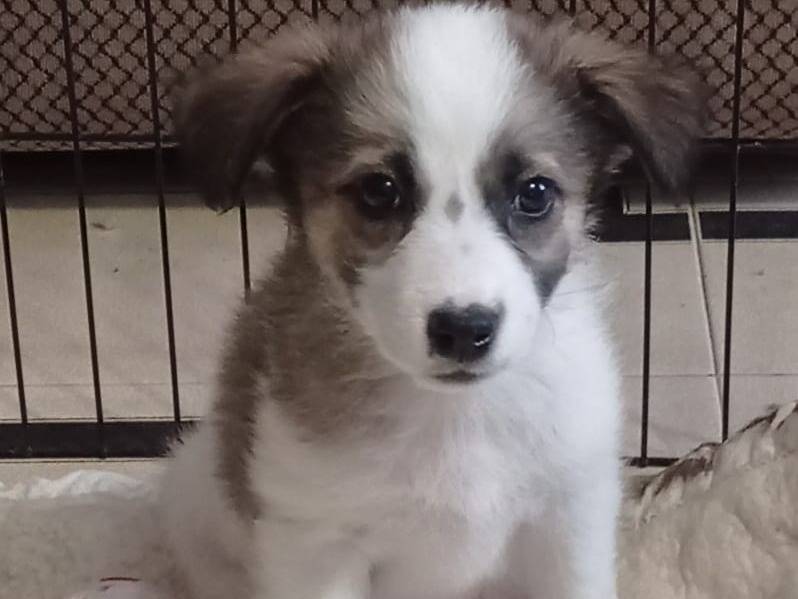 Adotta un cane, taglia media contenuta, femmina, Cosenza