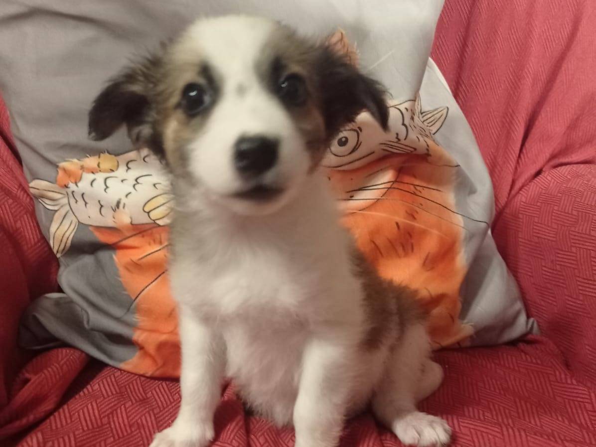 Vuoi adottare un cane a Cosenza?