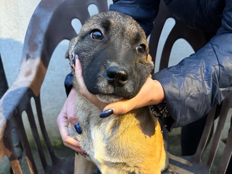 Adotta un cane, femmina, 2 anni e 7 mesi, Firenze