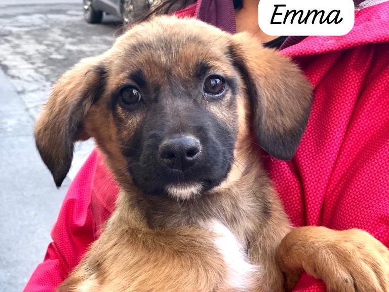 Adozione cane, femmina, meticcio, 2 anni, taglia media contenuta, Siracusa