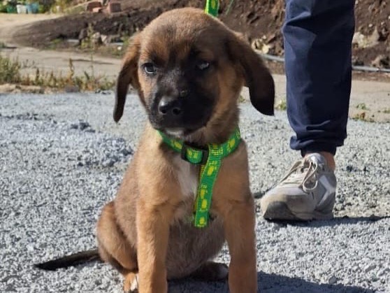 Adotta un cane, femmina, 2 anni, Siracusa
