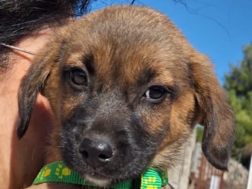 Adotta un cane, taglia media contenuta, femmina, Siracusa