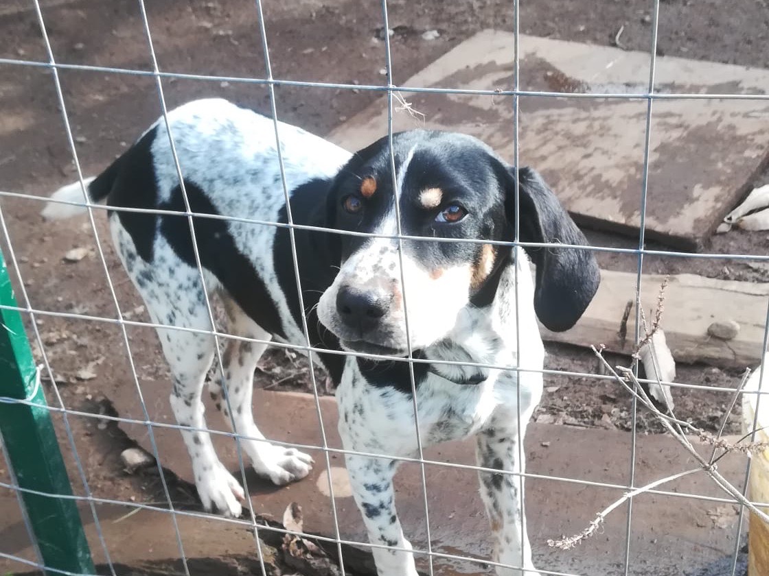Adozione cane, maschio, meticcio, 3 anni, taglia media contenuta, Milano