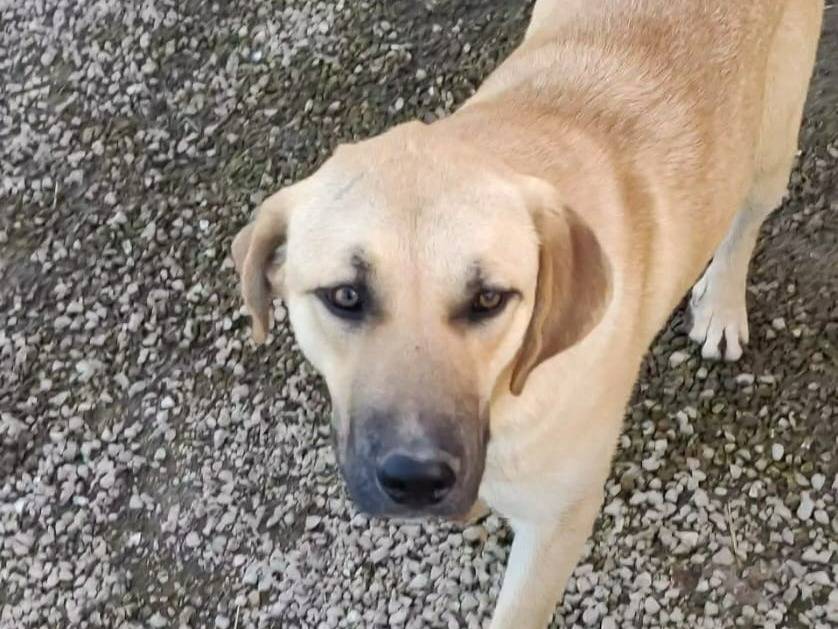 Adotta un cane, maschio, 3 anni  e 2 mesi , Caserta