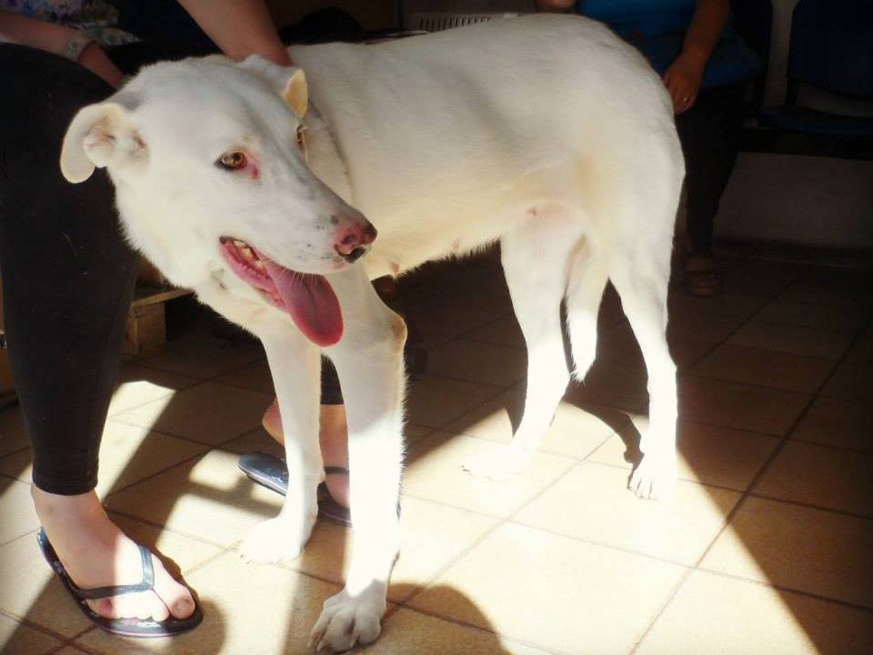 Foto dell'animale